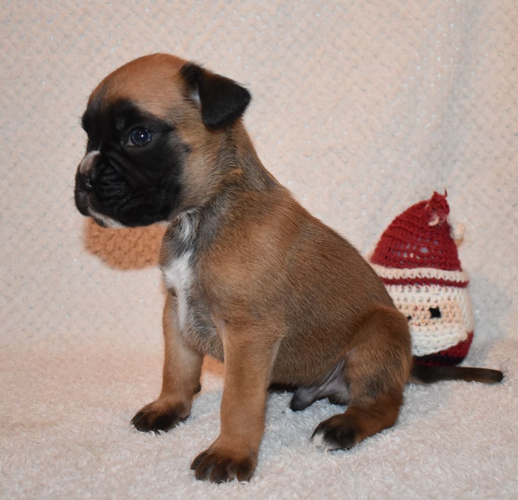 Des Gardiens De Chami - Chiot disponible  - Boxer