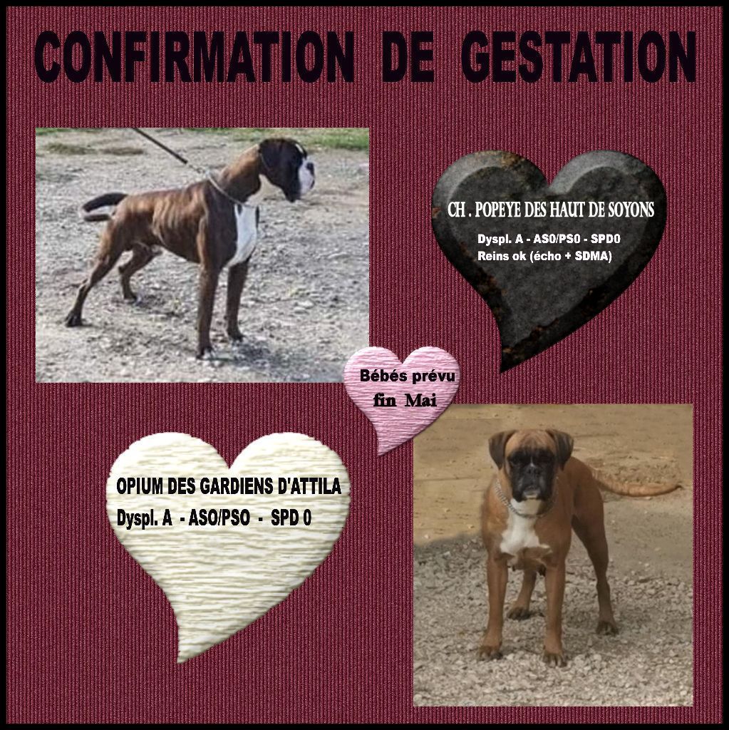 chiot Boxer Des Gardiens De Chami