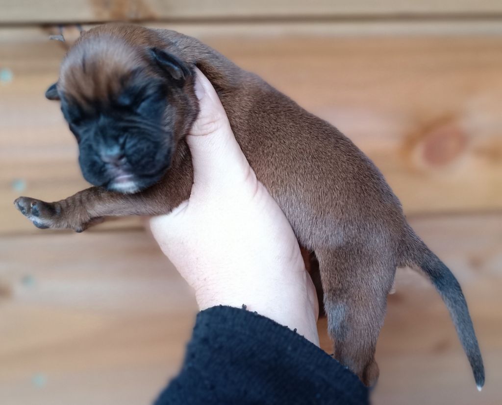 Des Gardiens De Chami - Chiot disponible  - Boxer