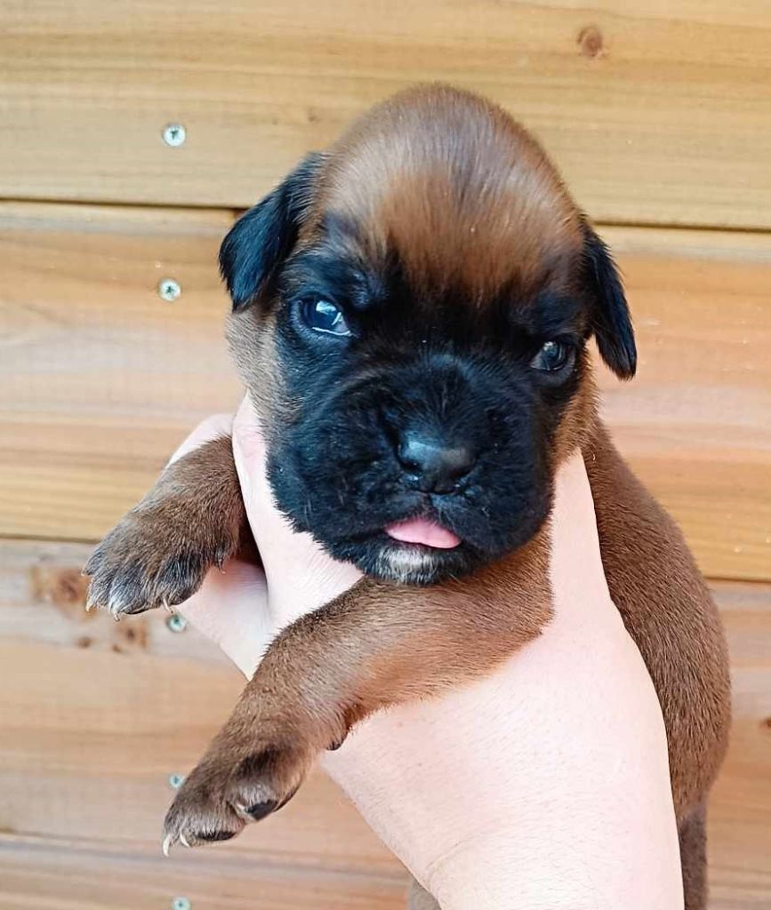 Des Gardiens De Chami - Chiot disponible  - Boxer