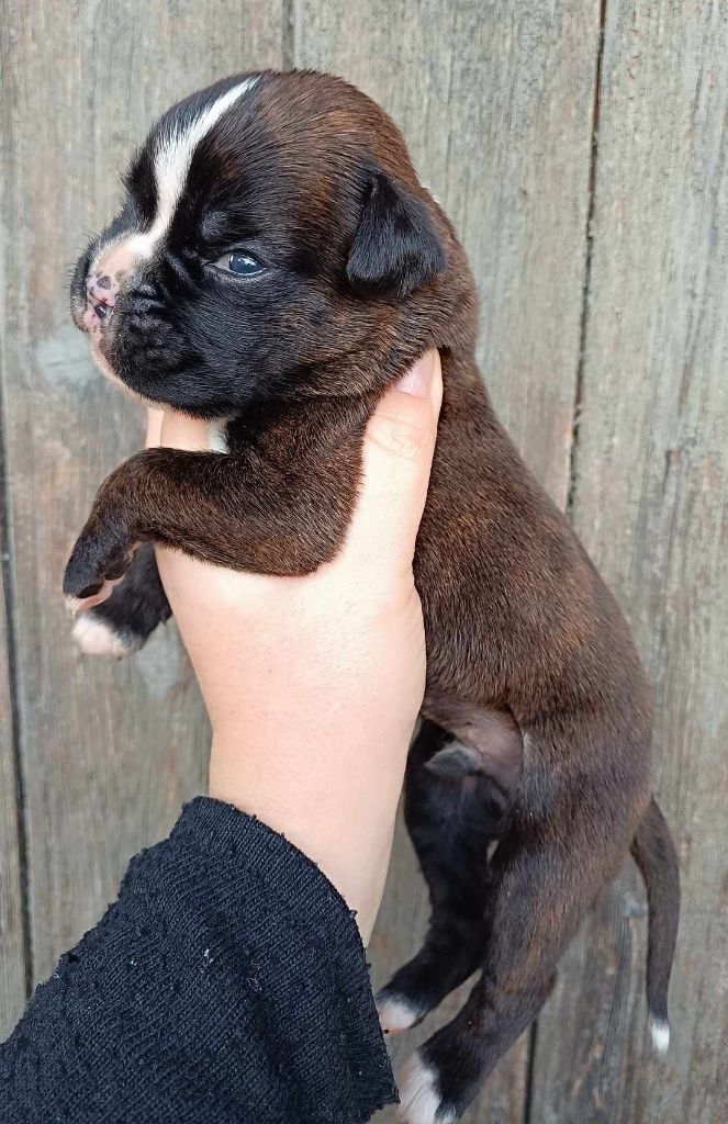 Des Gardiens De Chami - Chiot disponible  - Boxer