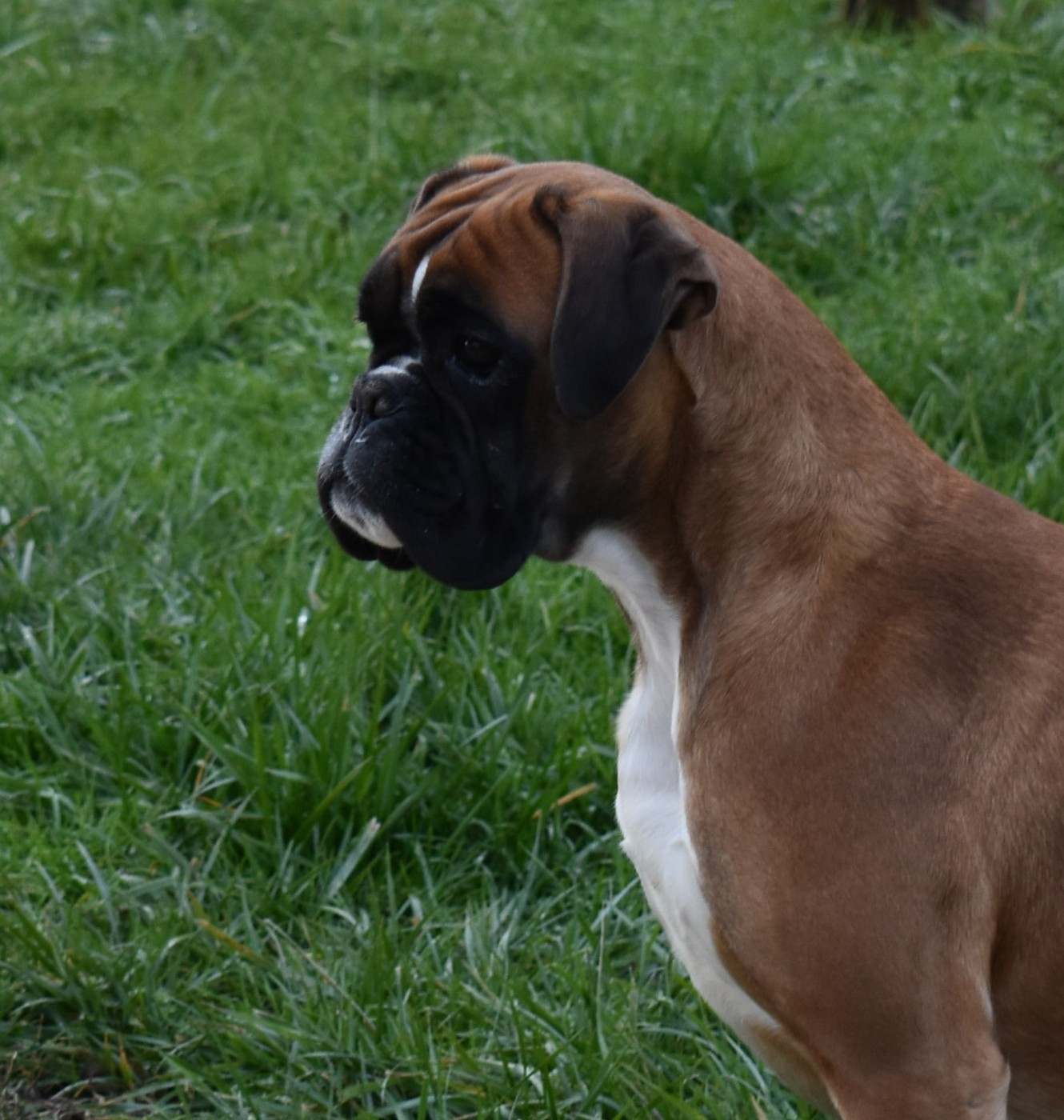 Elettra optima grata