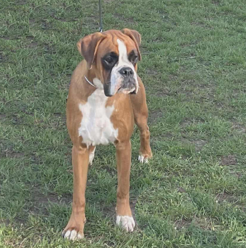 Vaiana Des Gardiens De Chami