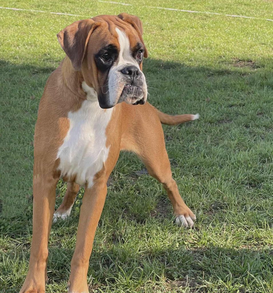 Vaiana Des Gardiens De Chami