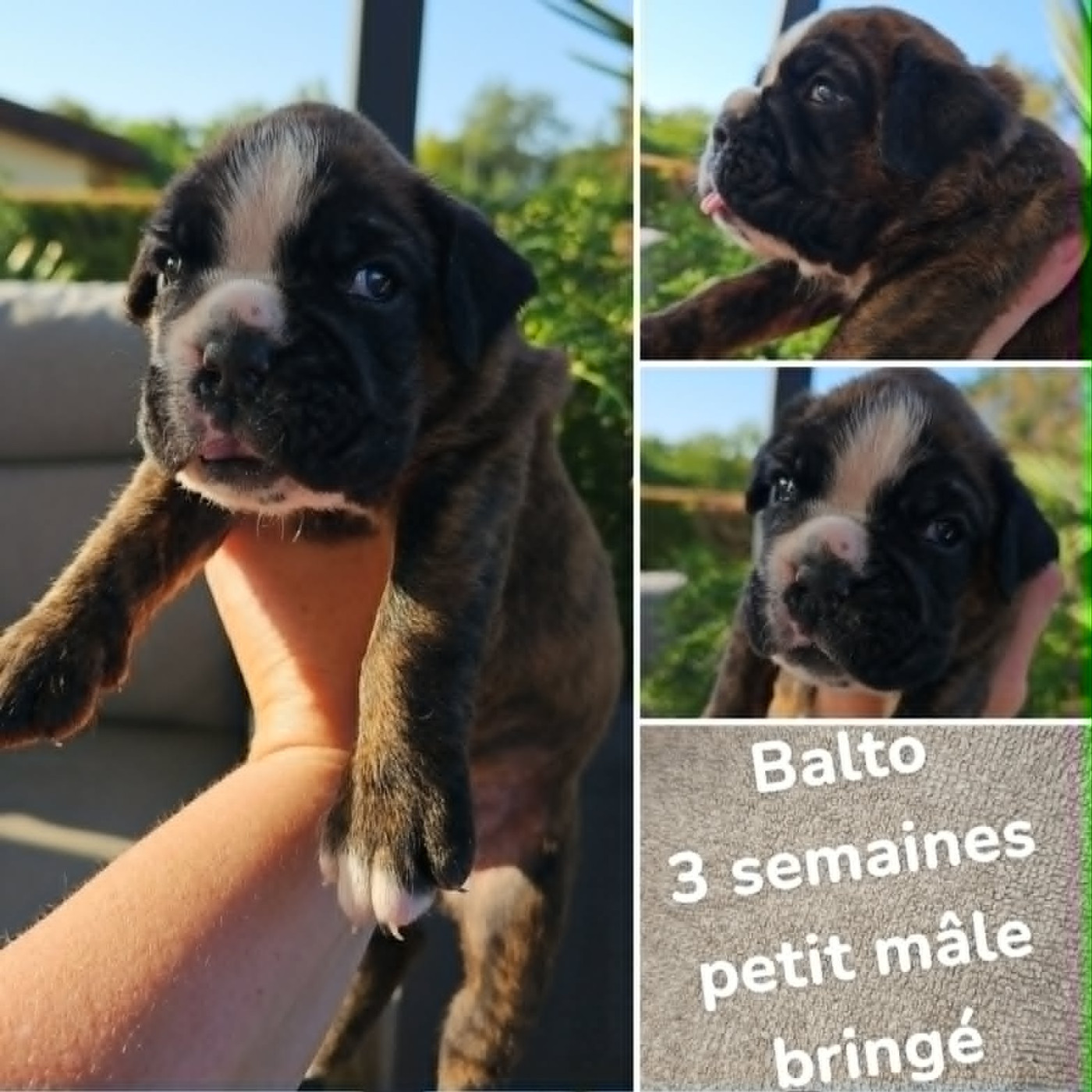 Balto male bringé a reserver