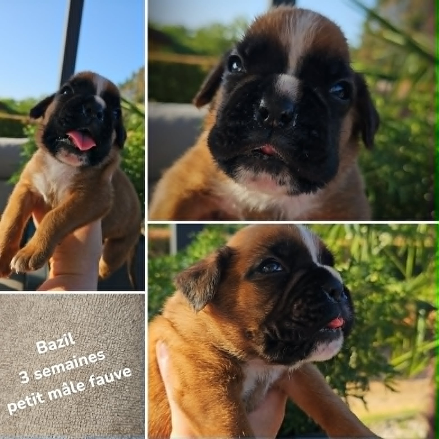 Bazil male fauve a reserver