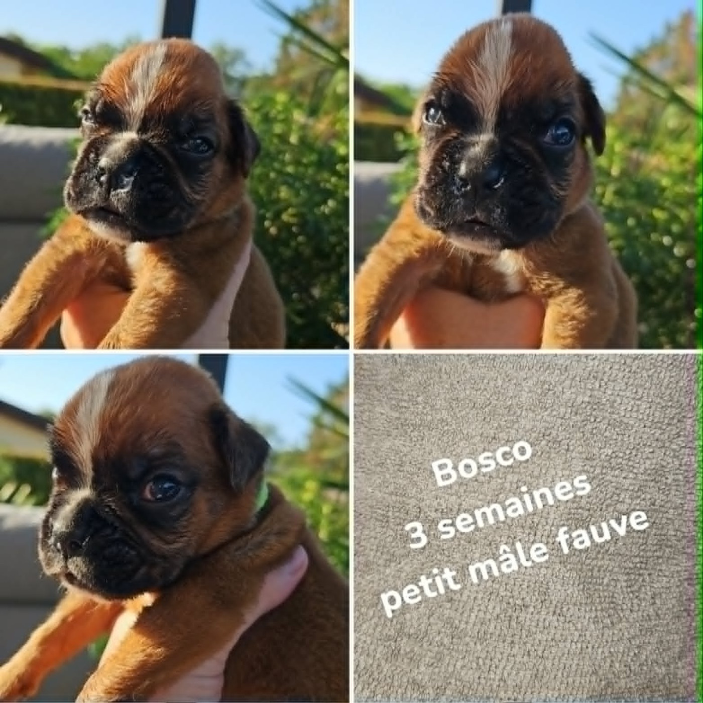 Bosco male fauve a reserver