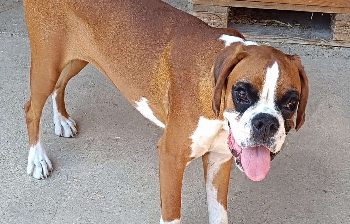 Disponible jeune chienne 9 mois