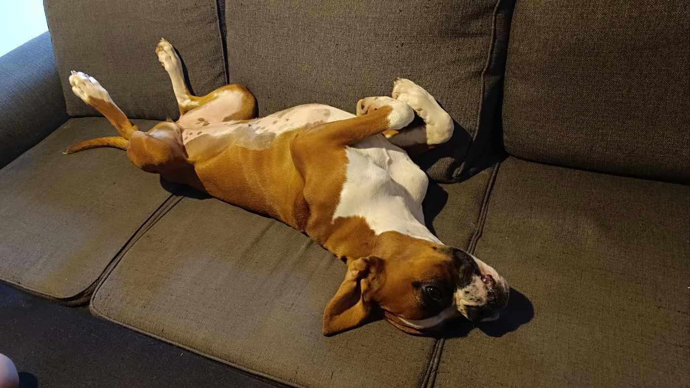 Disponible jeune chienne 9 mois