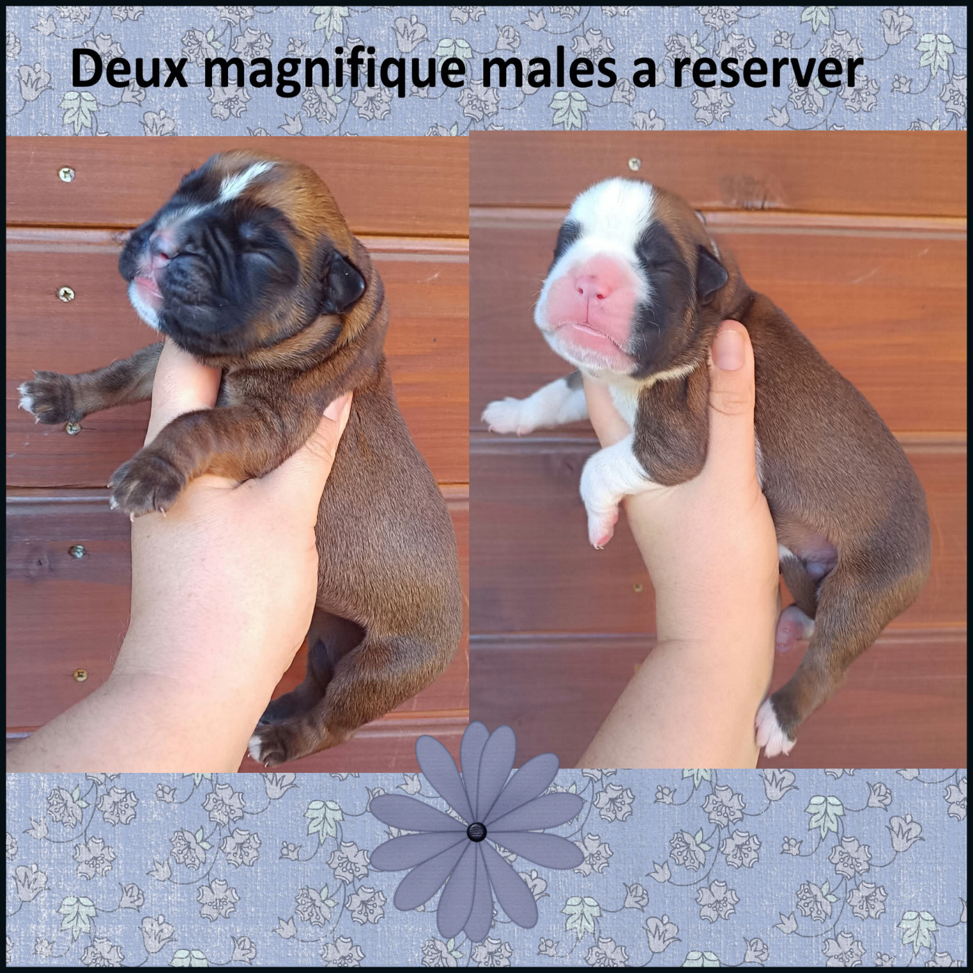 ILS SONT ARRIVER !! A RESERVER DEUX MAGNIFIQUE MALES FAUVE