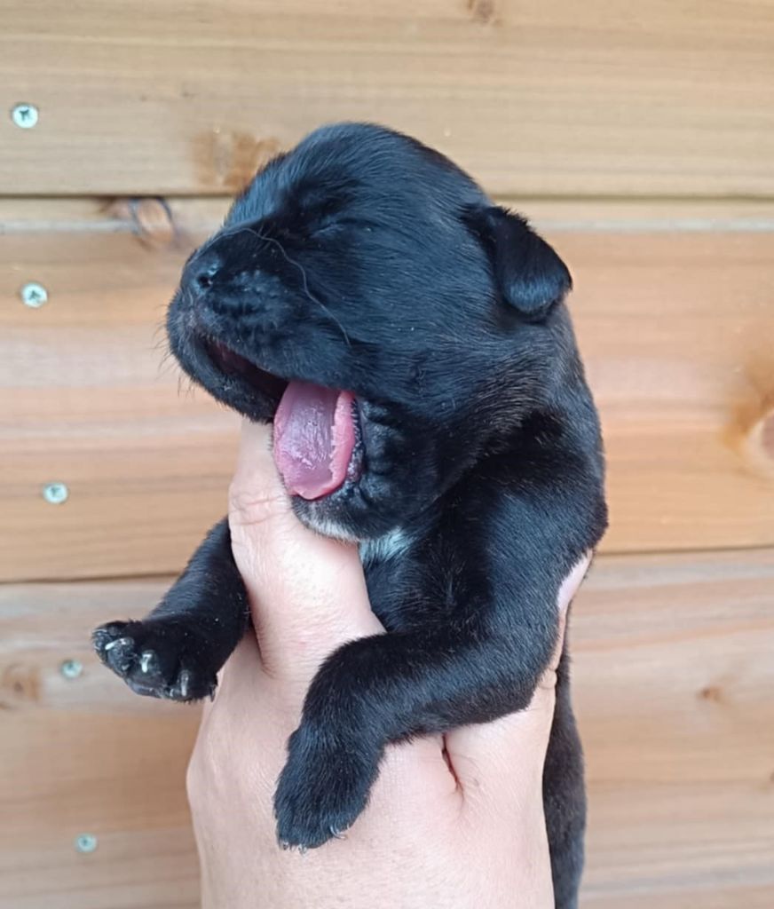 chiots disponible a la reservation !!!  DISPONIBLE EN SEPTEMBRE 
