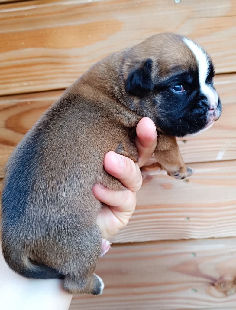 chiots disponible a la reservation !!!  DISPONIBLE EN SEPTEMBRE 