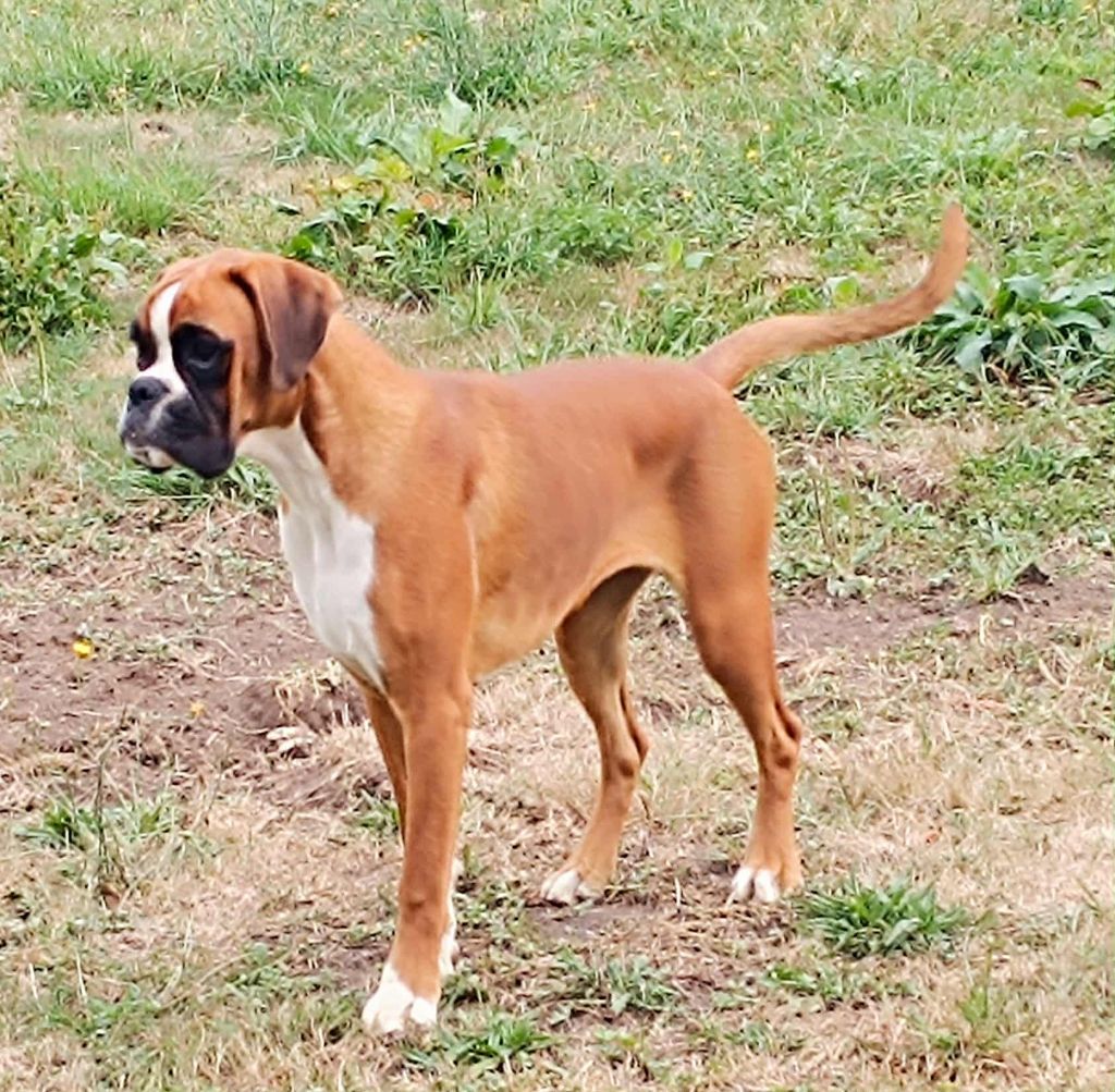 disponible chienne boxer 8 mois 