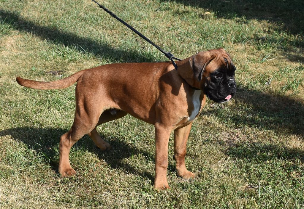 jeune boxer de 7 mois a placé 