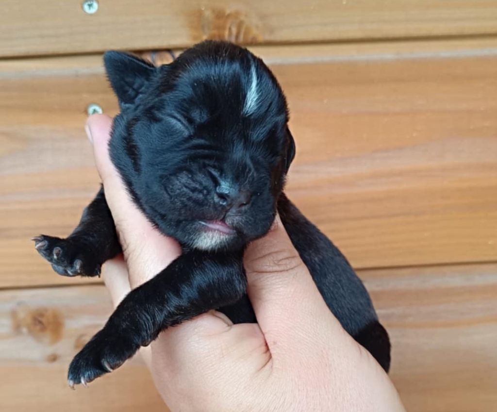 Des Gardiens De Chami - Chiots disponibles - Boxer