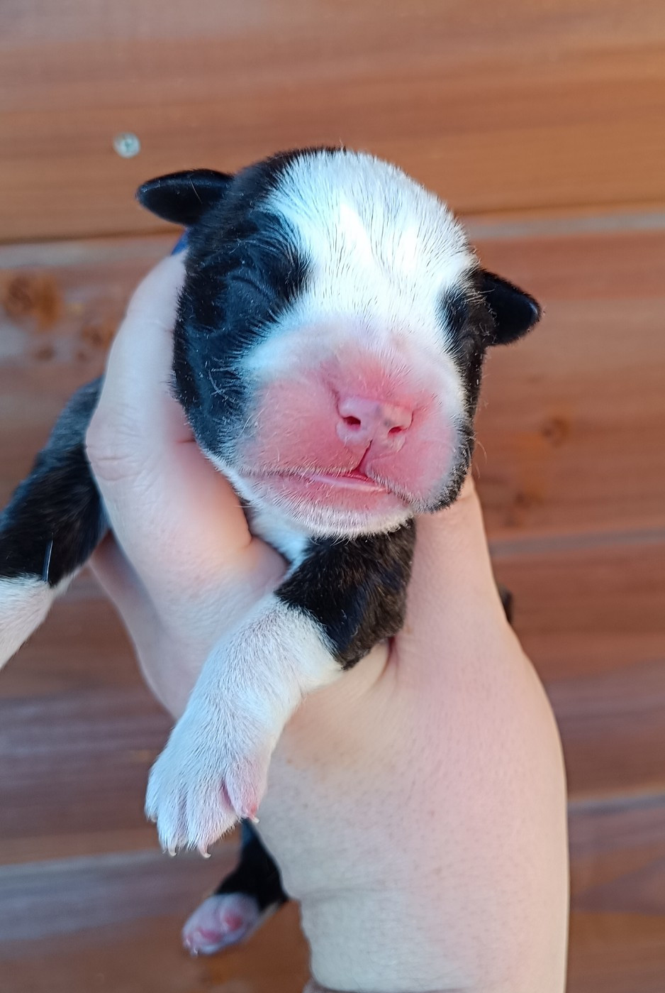 Des Gardiens De Chami - Chiots disponibles - Boxer