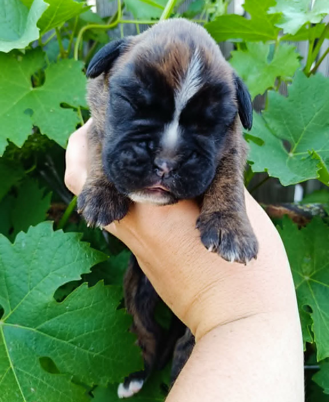 Des Gardiens De Chami - Chiots disponibles - Boxer