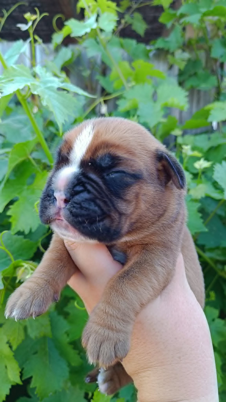 Des Gardiens De Chami - Chiots disponibles - Boxer