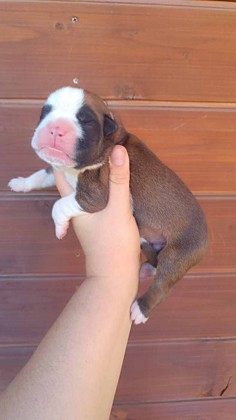Des Gardiens De Chami - Chiots disponibles - Boxer