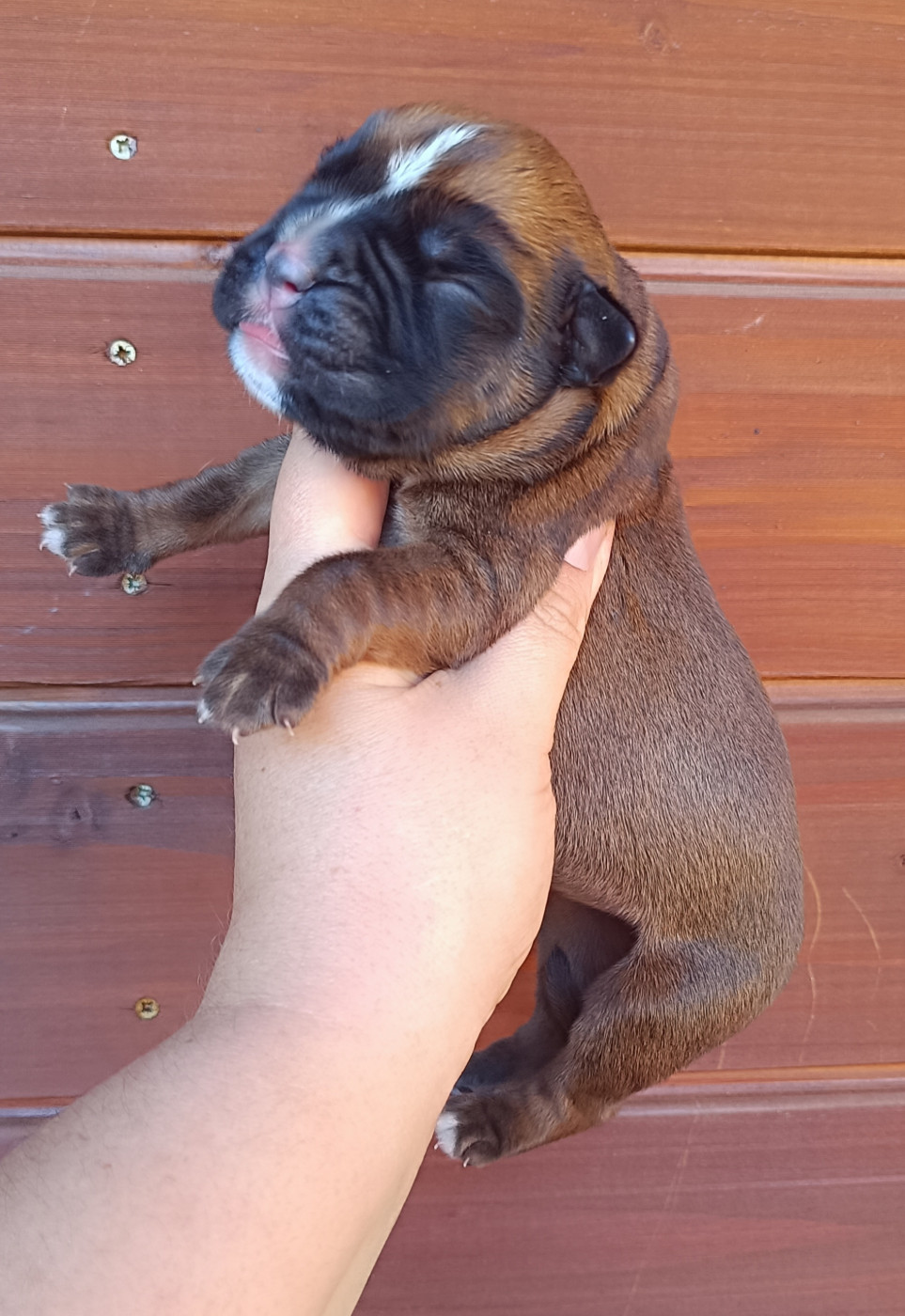 Des Gardiens De Chami - Chiots disponibles - Boxer