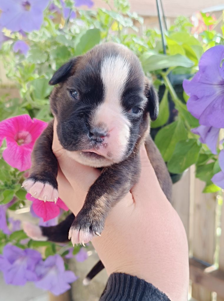 Des Gardiens De Chami - Chiots disponibles - Boxer