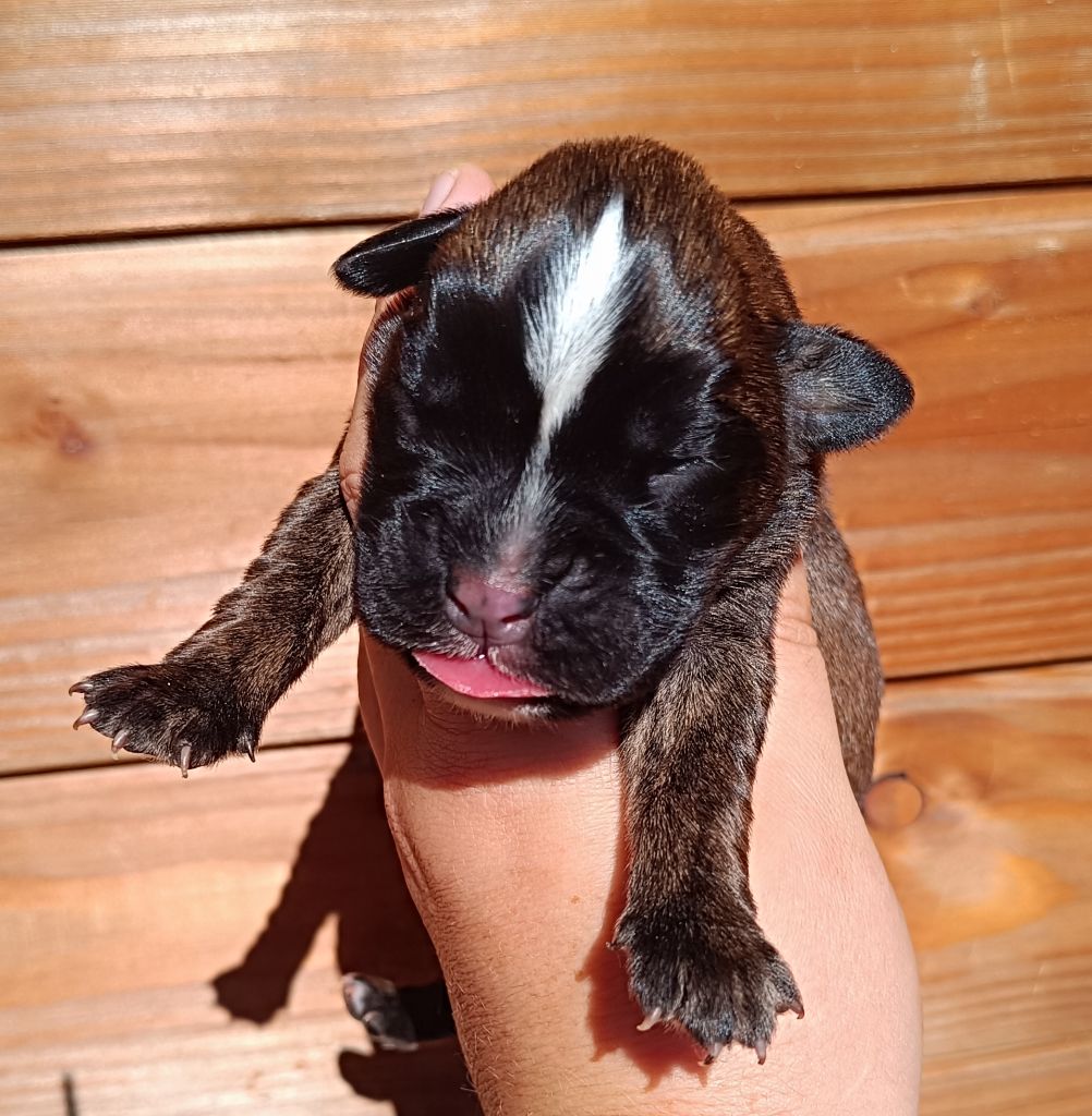 Des Gardiens De Chami - Chiots disponibles - Boxer