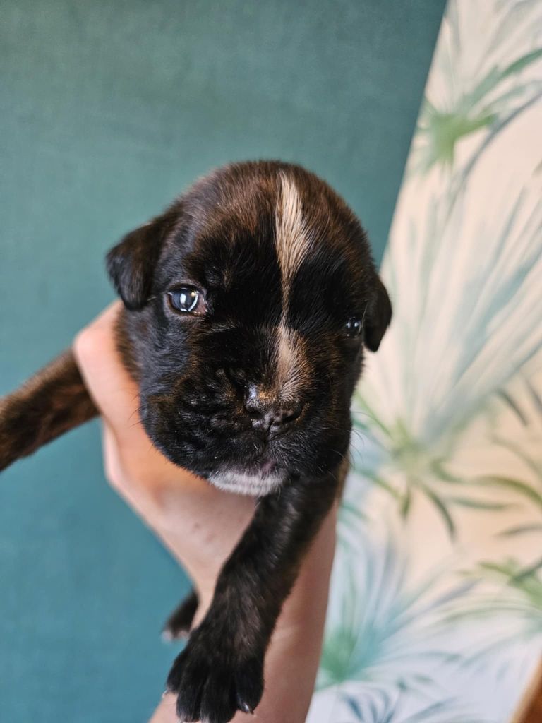 Des Gardiens De Chami - Chiots disponibles - Boxer