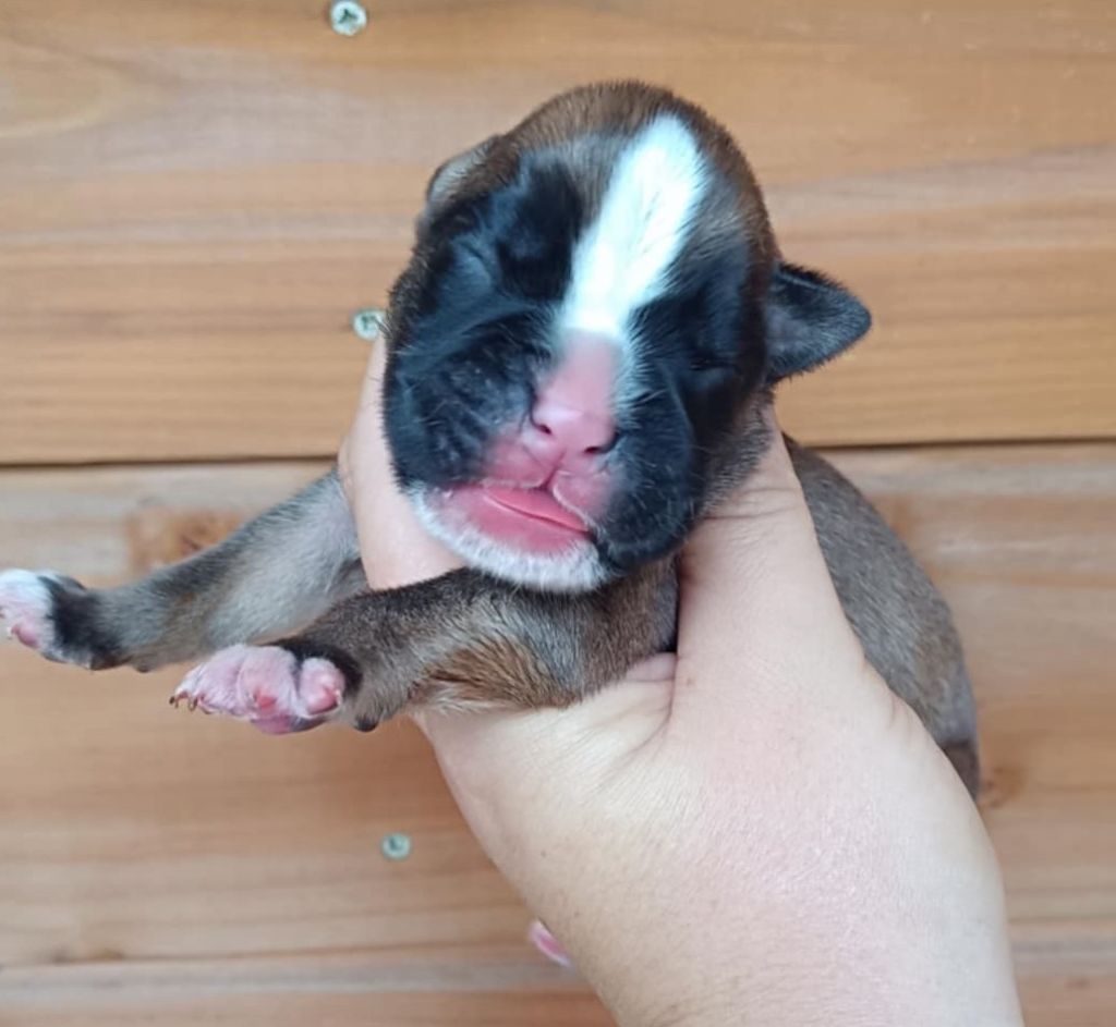 Des Gardiens De Chami - Chiots disponibles - Boxer