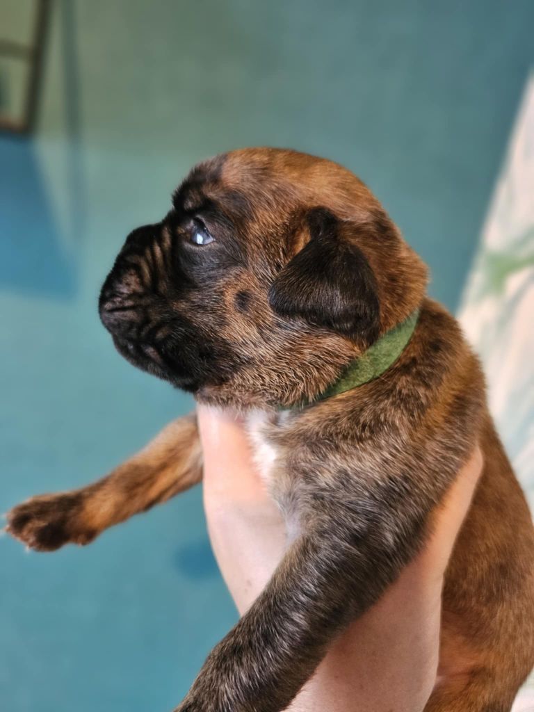 Des Gardiens De Chami - Chiots disponibles - Boxer