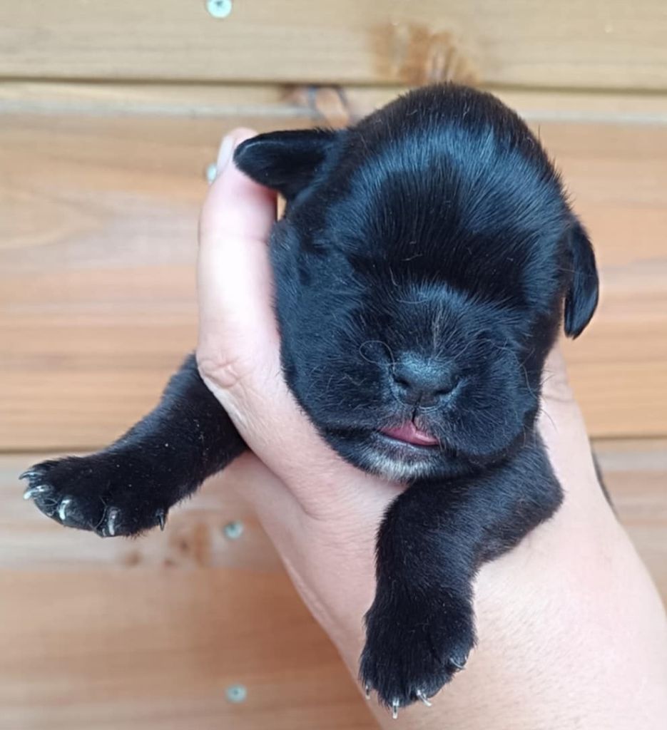 Des Gardiens De Chami - Chiots disponibles - Boxer