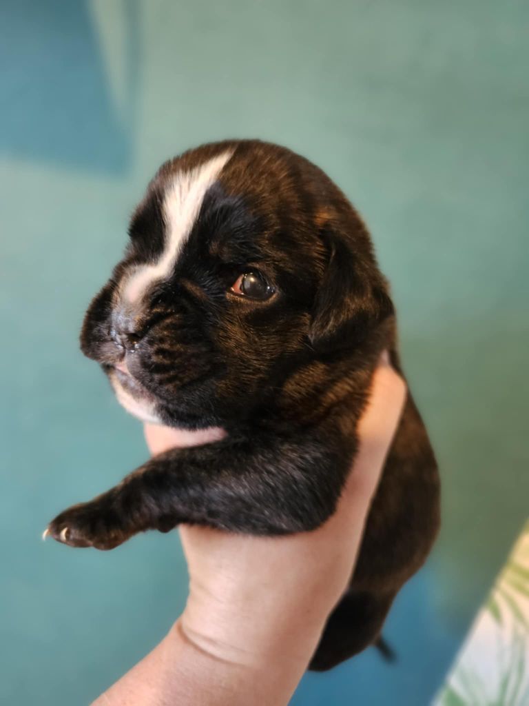 Des Gardiens De Chami - Chiots disponibles - Boxer