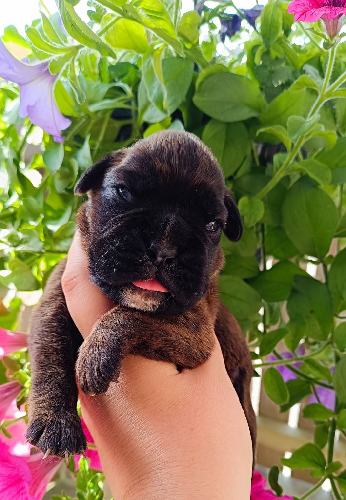 Des Gardiens De Chami - Chiots disponibles - Boxer