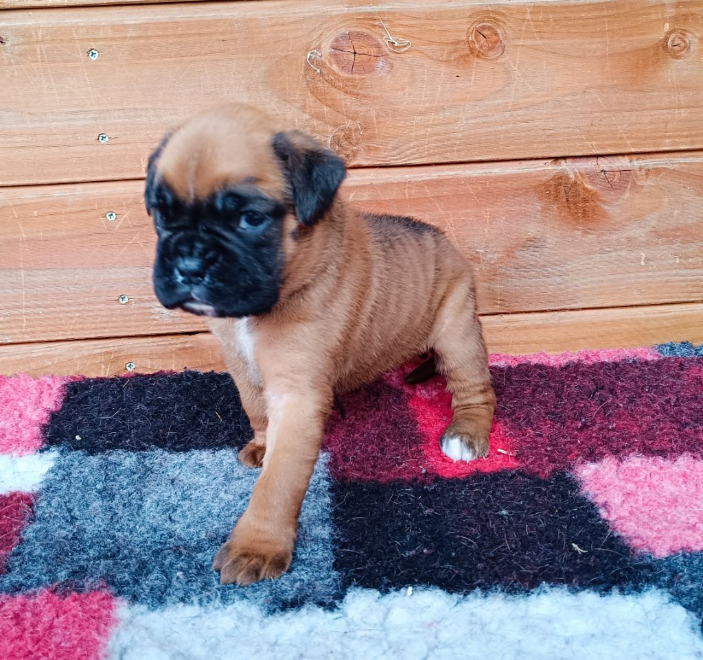 Des Gardiens De Chami - Boxer - Portée née le 04/10/2025