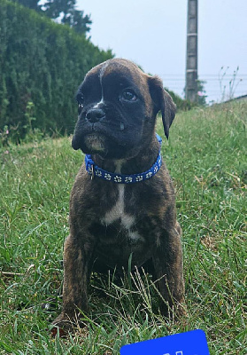 CHIOT 2