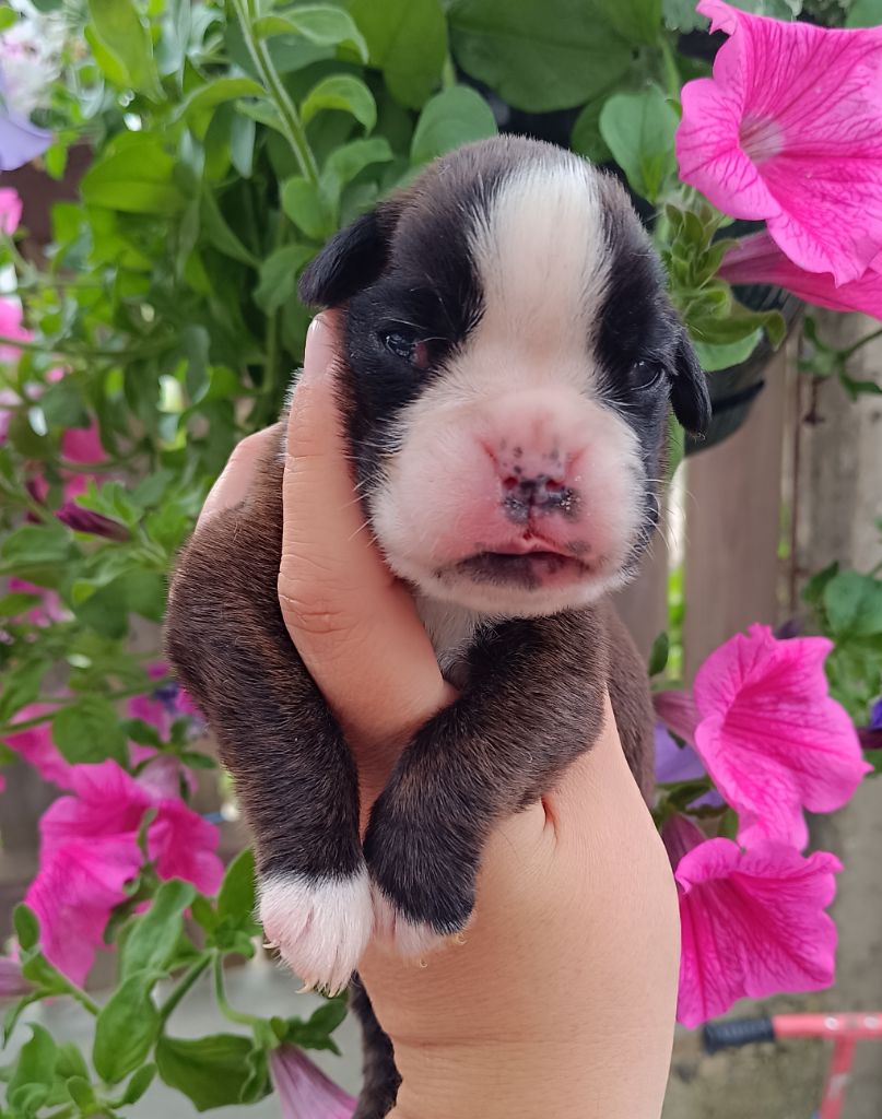Des Gardiens De Chami - Chiots disponibles - Boxer