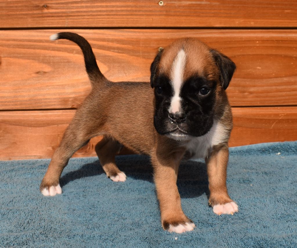 Des Gardiens De Chami - Chiots disponibles - Boxer