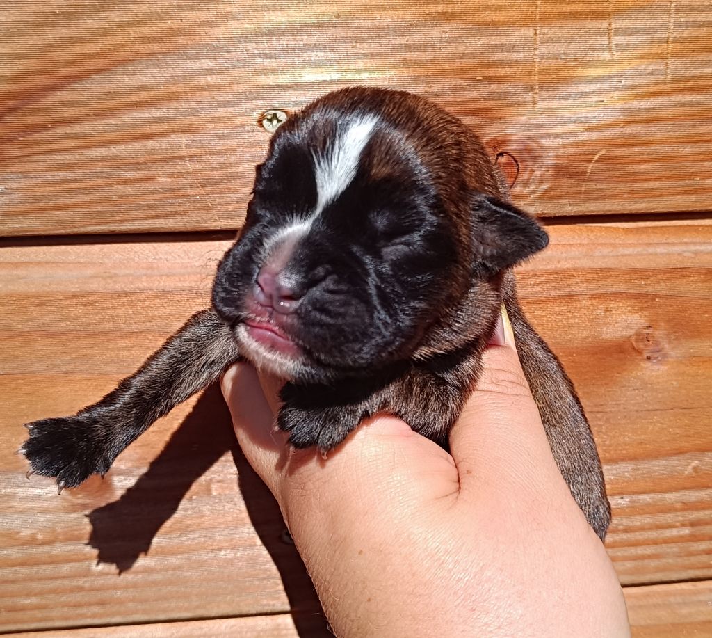 Des Gardiens De Chami - Chiots disponibles - Boxer