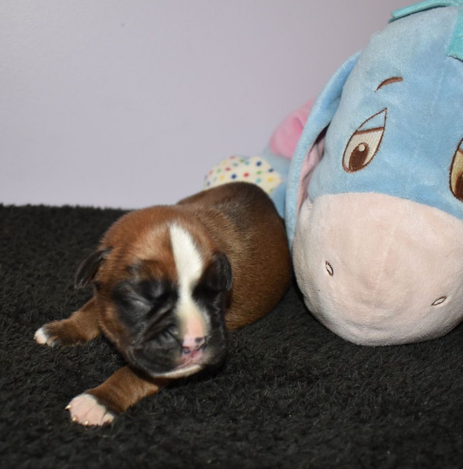 Des Gardiens De Chami - Boxer - Portée née le 30/03/2020