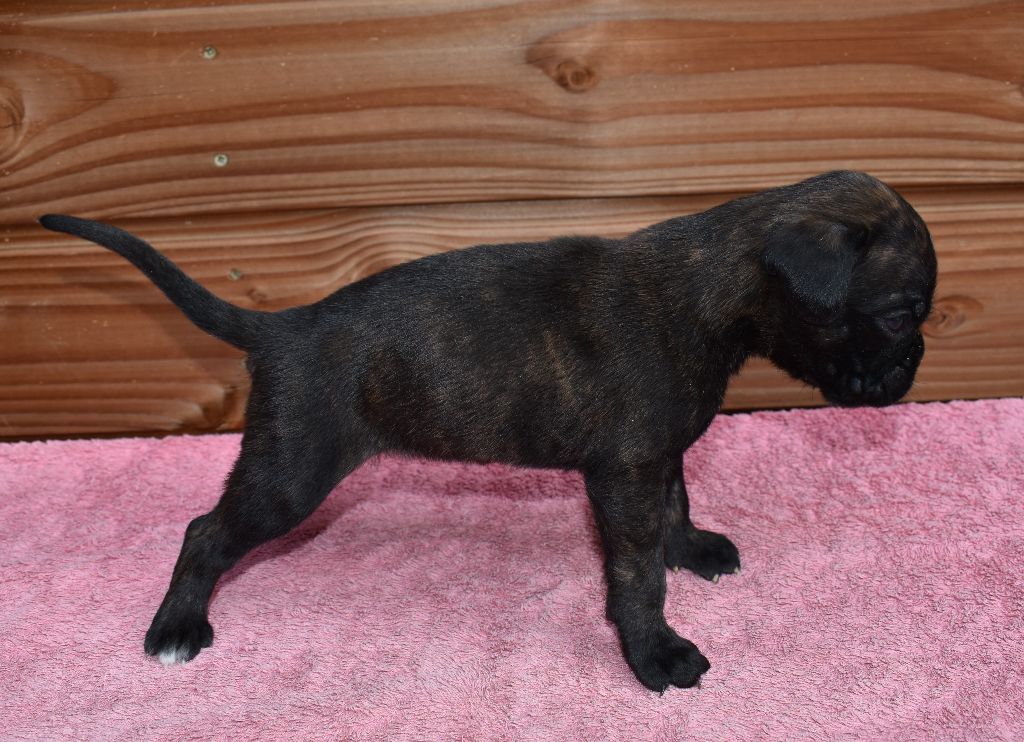 Des Gardiens De Chami - Chiots disponibles - Boxer