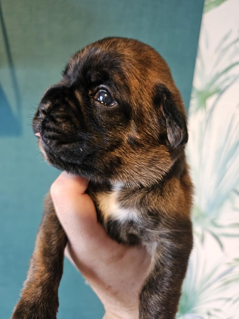 Des Gardiens De Chami - Chiots disponibles - Boxer
