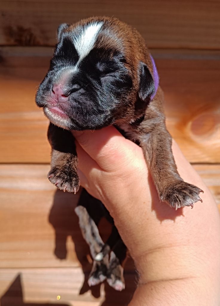 Des Gardiens De Chami - Chiots disponibles - Boxer