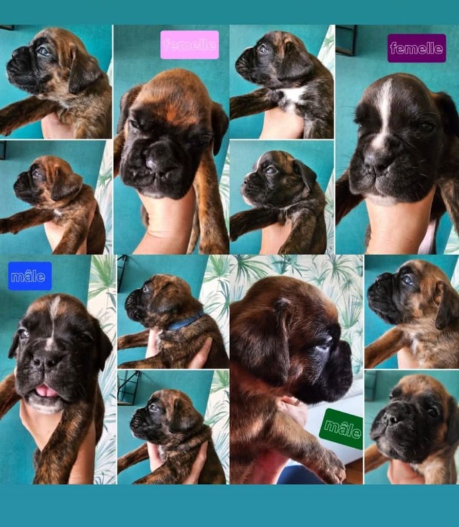 Chiot Boxer Des Gardiens De Chami