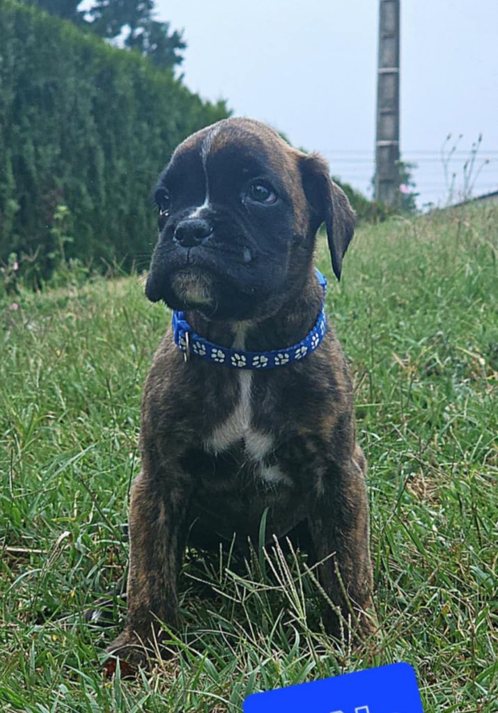 Des Gardiens De Chami - Chiots disponibles - Boxer