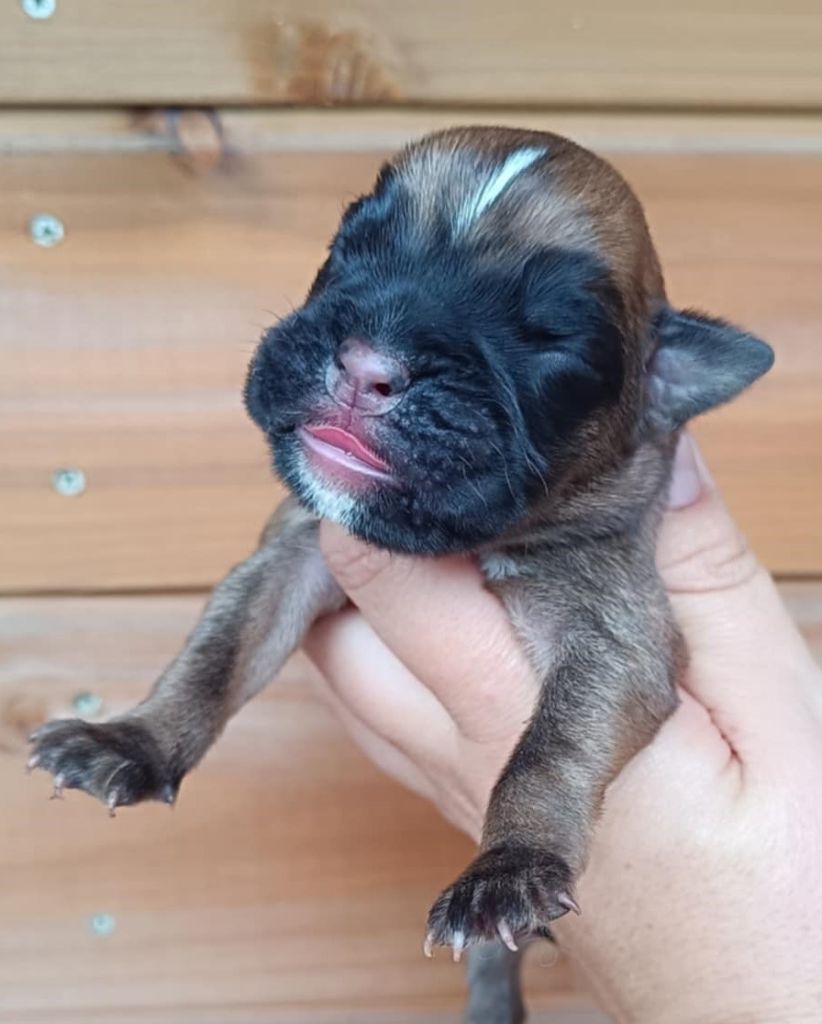 Des Gardiens De Chami - Chiots disponibles - Boxer